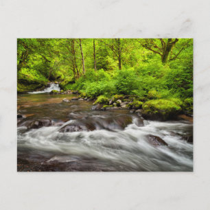 Siuslaw National Forest, Sweet Creek, Oregon Briefkaart