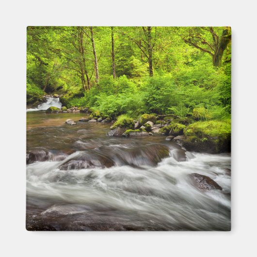 Siuslaw National Forest, Sweet Creek, Oregon Magneet (Voorkant)