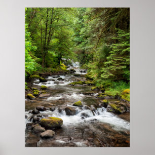 Siuslaw National Forest   Sweet Creek Poster