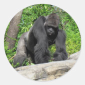 Sivlerback Gorilla Stickers (Voorkant)