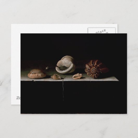 Six Shells op een Stone Shelf, 1696 Briefkaart (Voorkant / Achterkant)