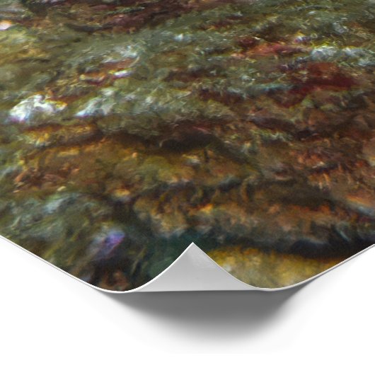 Six Spot Grouper Poster (Hoek)