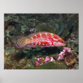 Six Spot Grouper Poster (Voorkant)