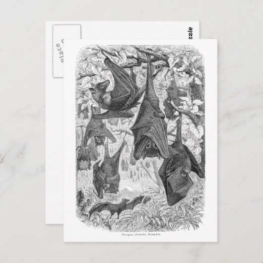  Sjablonen van de 1800s die met fox-bat-retro vlie Briefkaart (Voorkant / Achterkant)