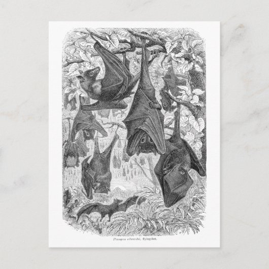  Sjablonen van de 1800s die met fox-bat-retro vlie Briefkaart (Voorkant)