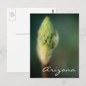 Sjabloon Arizona Briefkaart Spring Bud (Voorkant / Achterkant)
