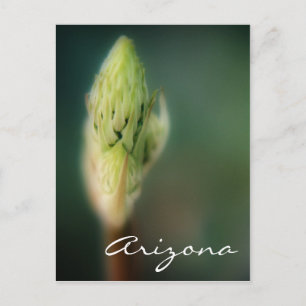 Sjabloon Arizona Briefkaart Spring Bud