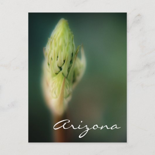 Sjabloon Arizona Briefkaart Spring Bud (Voorkant)
