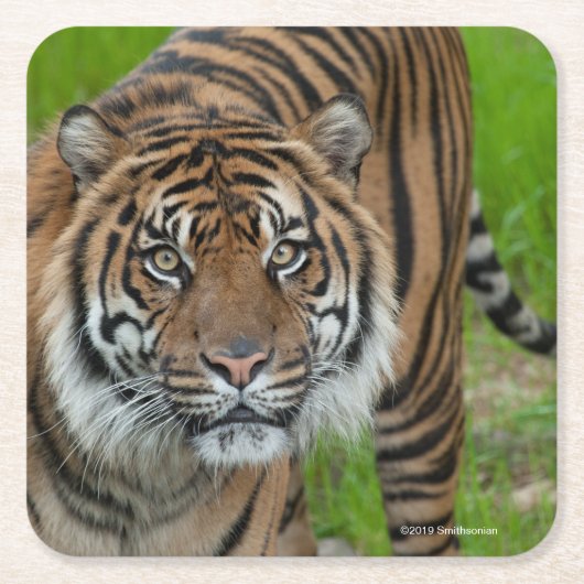 sjabloon kartonnen onderzetters (Voorkant)