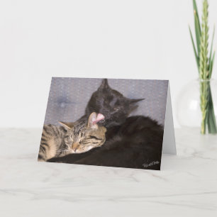 Sjabloon met foto van knuffelende katjes die je mi