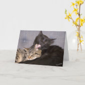 Sjabloon met ontbrekende foto van schattige katjes (Gele Bloem)