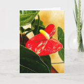 Sjabloon Rode anthurium Floral fotografie (Voorkant)