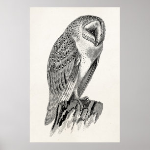 Sjabloon  screech Owl Bird Illustrator Poster
