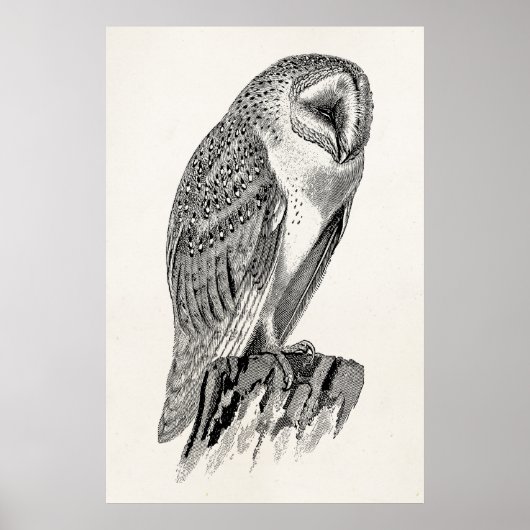 Sjabloon  screech Owl Bird Illustrator Poster (Voorkant)