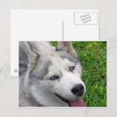 Sjabloon Siberian Husky Briefkaart (Voorkant / Achterkant)