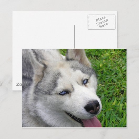 Sjabloon Siberian Husky Briefkaart (Voorkant / Achterkant)
