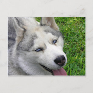 Sjabloon Siberian Husky Briefkaart