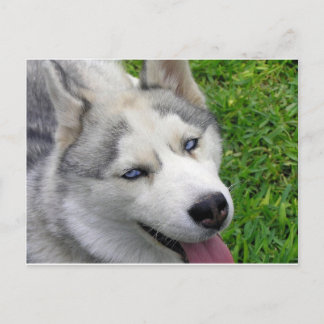 Sjabloon Siberian Husky Briefkaart