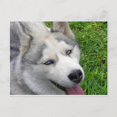 Sjabloon Siberian Husky Briefkaart (Voorkant)