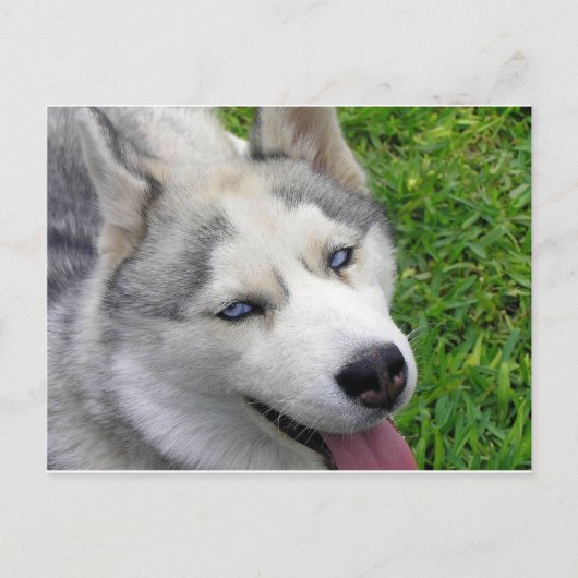 Sjabloon Siberian Husky Briefkaart (Voorkant)