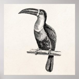 Sjabloon ter illustratie van de vogelpest Poster