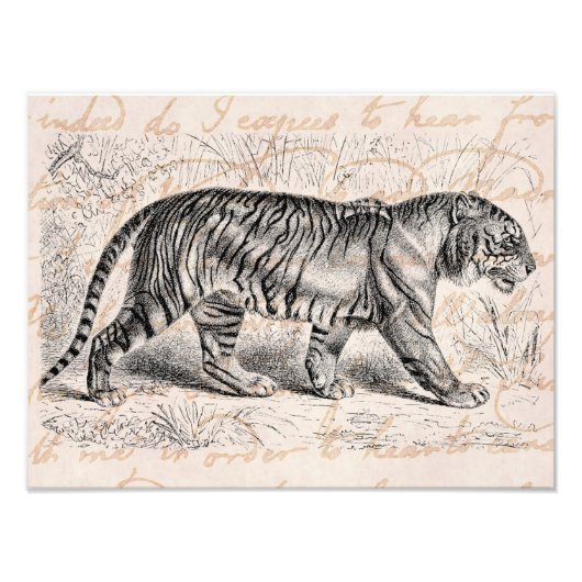 Sjabloon  tijgerillustratie tijgers foto afdruk (Voorkant)