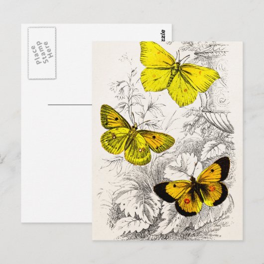  Sjabloon van 1800 Geel Sinaasappel Butterflies Briefkaart (Voorkant / Achterkant)
