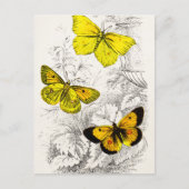  Sjabloon van 1800 Geel Sinaasappel Butterflies Briefkaart (Voorkant)