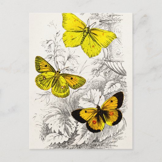 Sjabloon van 1800 Geel Sinaasappel Butterflies Briefkaart (Voorkant)