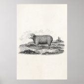 Sjabloon van 1800 Merino Sheep Ewe Lamb Poster (Voorkant)