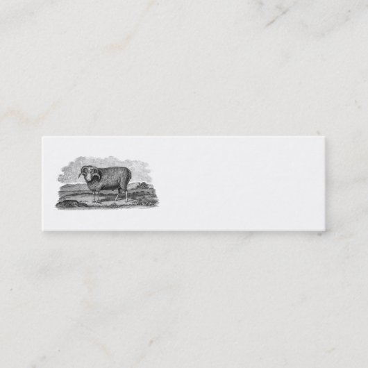 Sjabloon van 1800 Merino Sheep Ram Lamb Mini Visitekaartje (Voorkant)