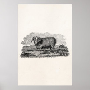  Sjabloon van 1800 Merino Sheep Ram Lamb Poster