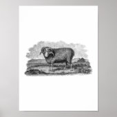 Sjabloon van 1800 Merino Sheep Ram Lamb Poster (Voorkant)