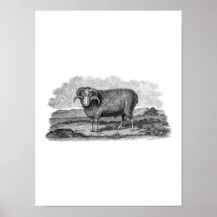  Sjabloon van 1800 Merino Sheep Ram Lamb Poster