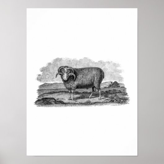  Sjabloon van 1800 Merino Sheep Ram Lamb Poster (Voorkant)