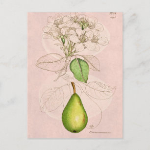  Sjabloon van 1800's perenbloesem bloem, collage  Briefkaart