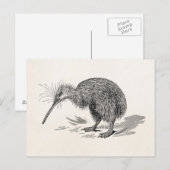  Sjabloon van Antiek vogelvogels Kiwi Briefkaart (Voorkant / Achterkant)