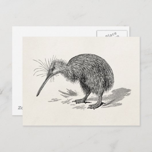  Sjabloon van Antiek vogelvogels Kiwi Briefkaart (Voorkant / Achterkant)