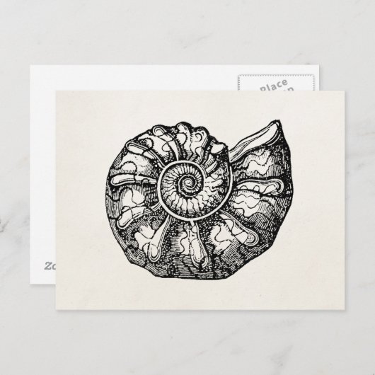 Sjabloon van de Ammonite Seashell Fossil Shell Briefkaart (Voorkant / Achterkant)