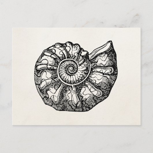 Sjabloon van de  Ammonite Seashell Fossil Shell Briefkaart (Voorkant)