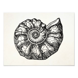 Sjabloon van de  Ammonite Seashell Fossil Shell Foto Afdruk