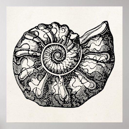 Sjabloon van de  Ammonite Seashell Fossil Shell Poster (Voorkant)