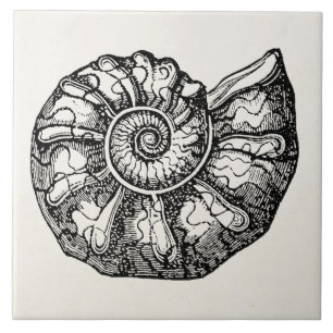Sjabloon van de  Ammonite Seashell Fossil Shell Tegeltje
