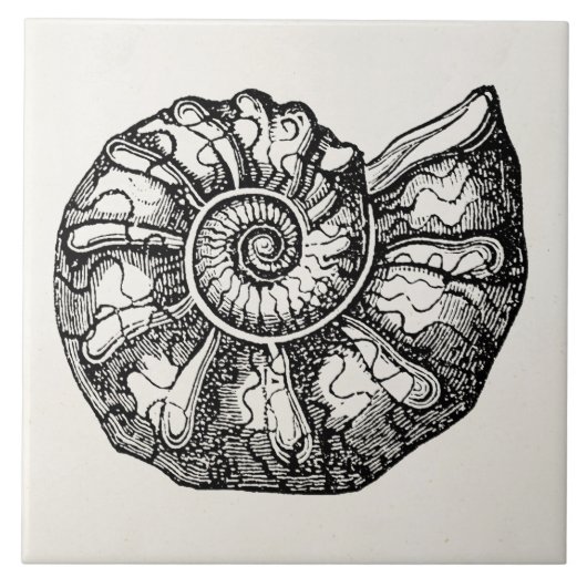 Sjabloon van de Ammonite Seashell Fossil Shell Tegeltje (Voorkant)