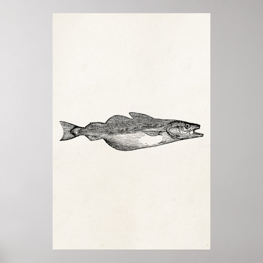 Sjabloon van de Pollack Fish - Aquatic Fishing Poster (Voorkant)