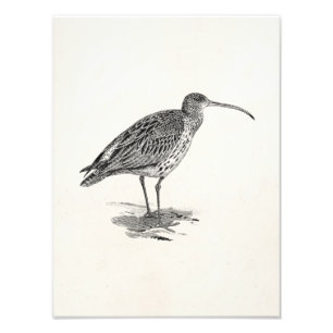 Sjabloon Vintage Curlew Wetland Bird Illustration  Foto Afdruk