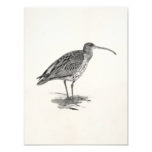 Sjabloon Vintage Curlew Wetland Bird Illustration  Foto Afdruk (Voorkant)