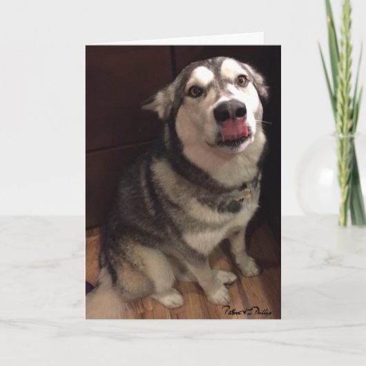 Sjabloon voor foto van cute Alaskan Malamute (Voorkant)