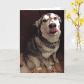 Sjabloon voor foto van cute Alaskan Malamute (Gele Bloem)