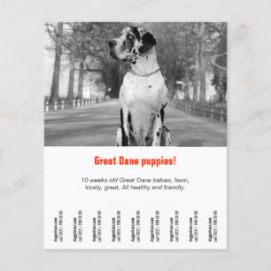 sjabloon voor honden afdrukbaar flyer